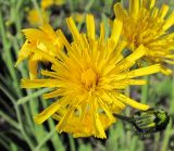 Hieracium vulgatum