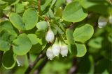 Vaccinium uliginosum