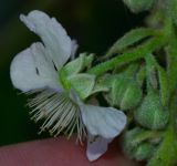 Rubus canescens