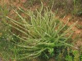 Lespedeza juncea. Цветущее растение у обочины дороги. США, Мериленд, Роквилл. Сентябрь 2007 г.