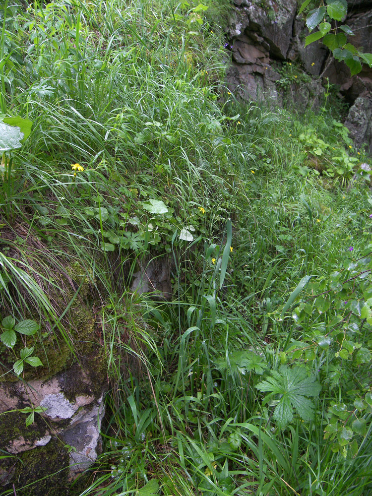 Image of Milium schmidtianum specimen.