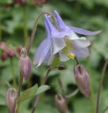 Aquilegia подвид amaliae