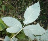 Rubus canescens