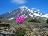 Pedicularis pallasii. Цветущее растение. Камчатский край, Елизовский район. Июль 2008 г.