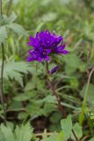 Campanula glomerata. Верхушка цветущего растения. Свердловская обл., Карпинский городской округ, гора Серебрянский Камень, в хвойном лесу. 18.07.2015.