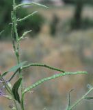 Strigosella turkestanica. Часть соплодия. Узбекистан, г. Ташкент, Актепа Юнусабадская. 18.05.2013.