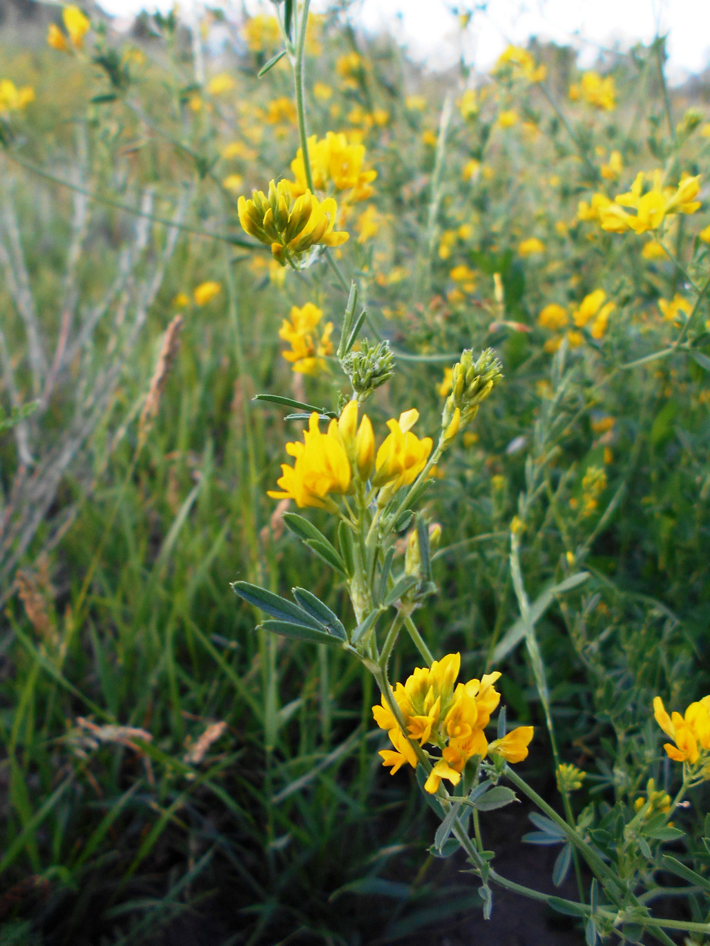 Изображение особи Medicago romanica.