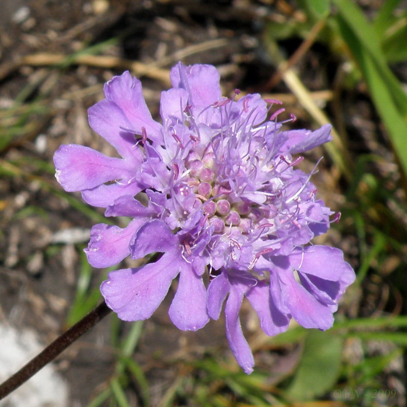 Изображение особи Scabiosa lachnophylla.