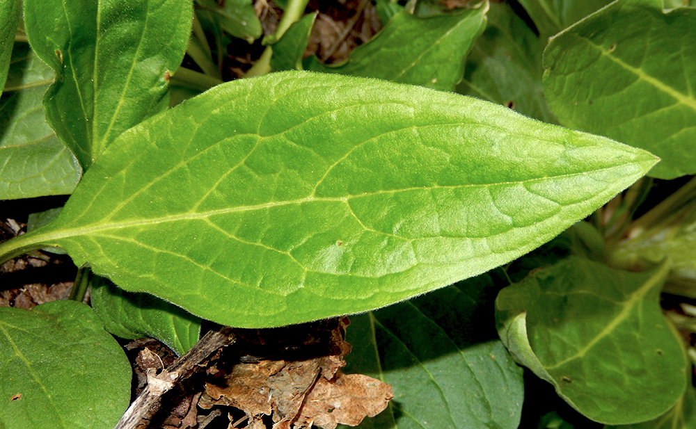 Изображение особи Solenanthus biebersteinii.