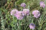 Allium pallasii