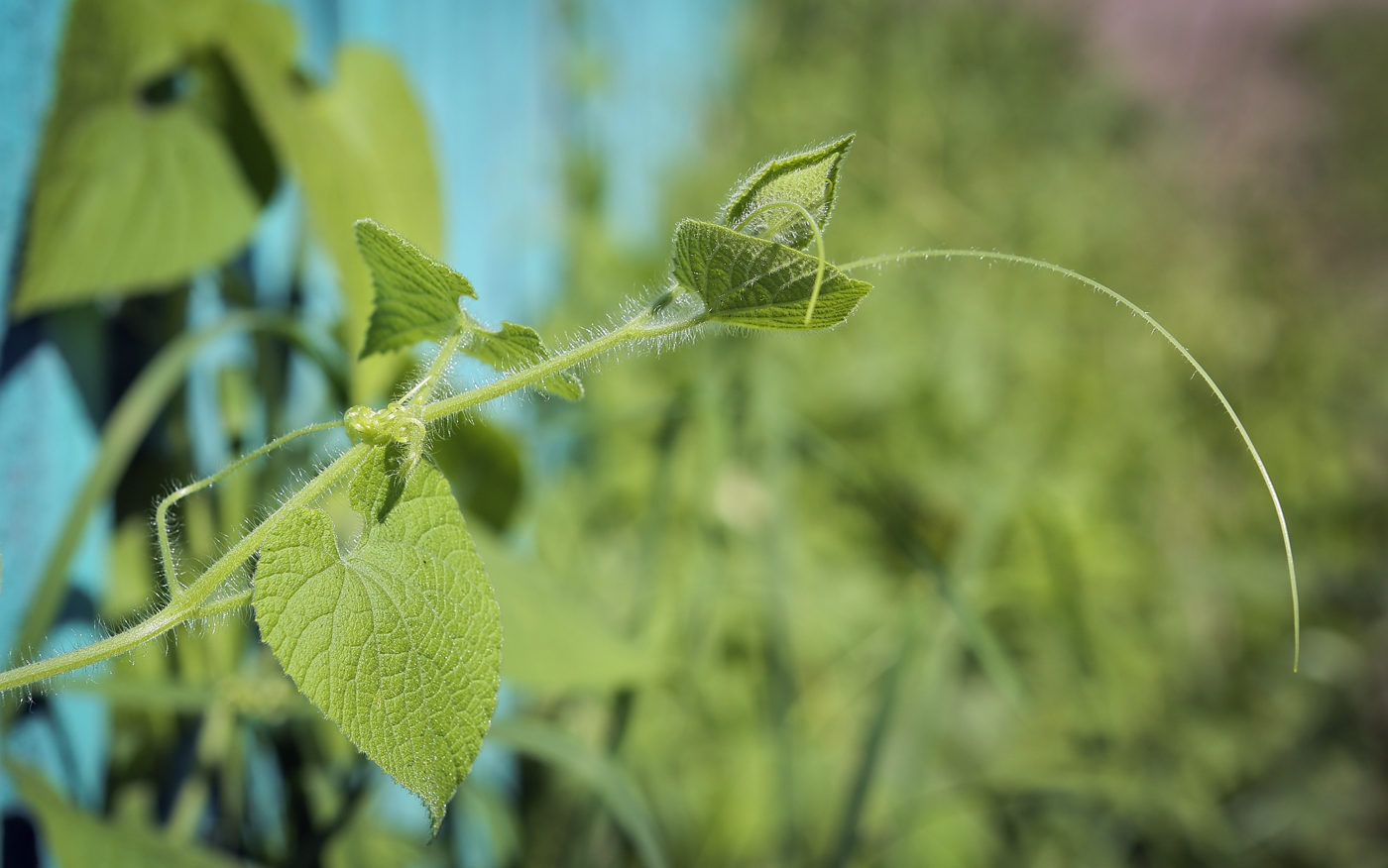 Изображение особи Thladiantha dubia.