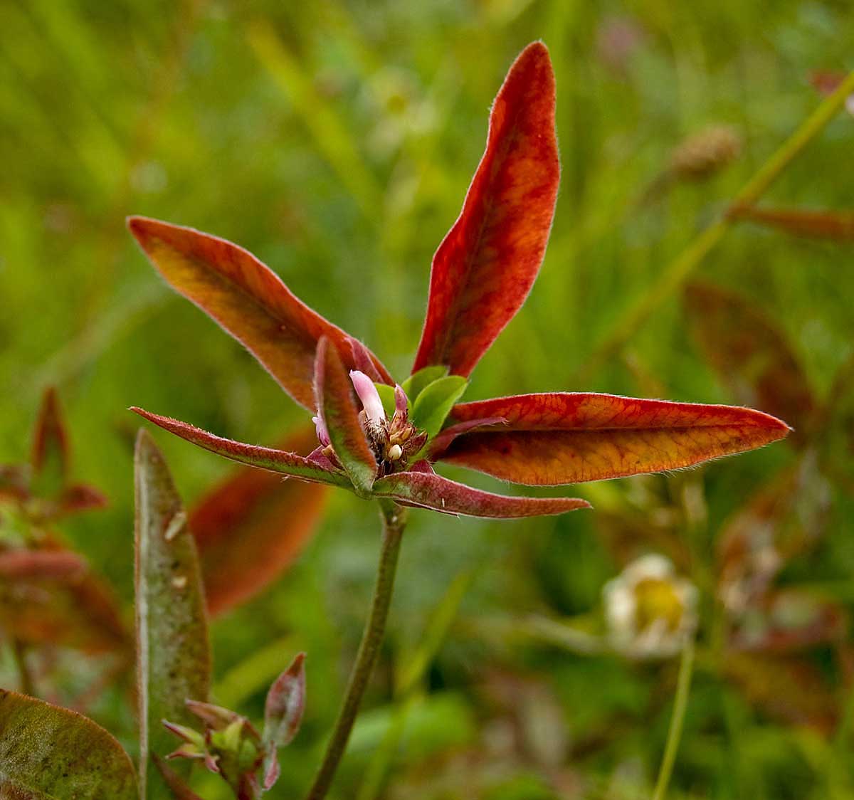 Изображение особи Trifolium medium.