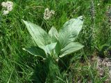 Cynoglossum officinale