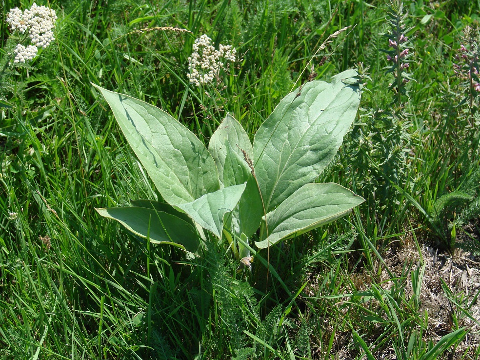 Изображение особи Cynoglossum officinale.