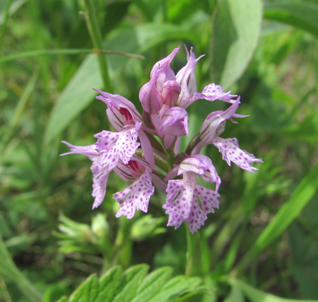 Изображение особи Neotinea tridentata.