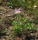 Pulsatilla patens