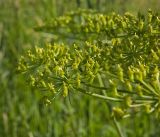 Heracleum sibiricum. Часть соплодия с остатками отдельных цветков. Пермский край, Верещагинский р-н, окр. дер. Усть-Сепыч, долина р. Лысьва, луг. 7 июля 2018 г.