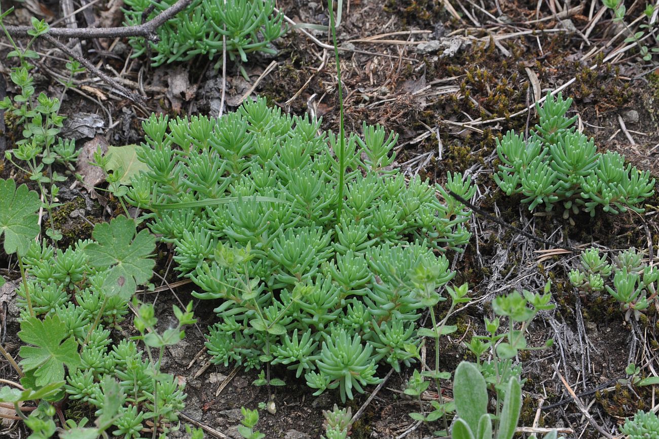 Изображение особи род Sedum.