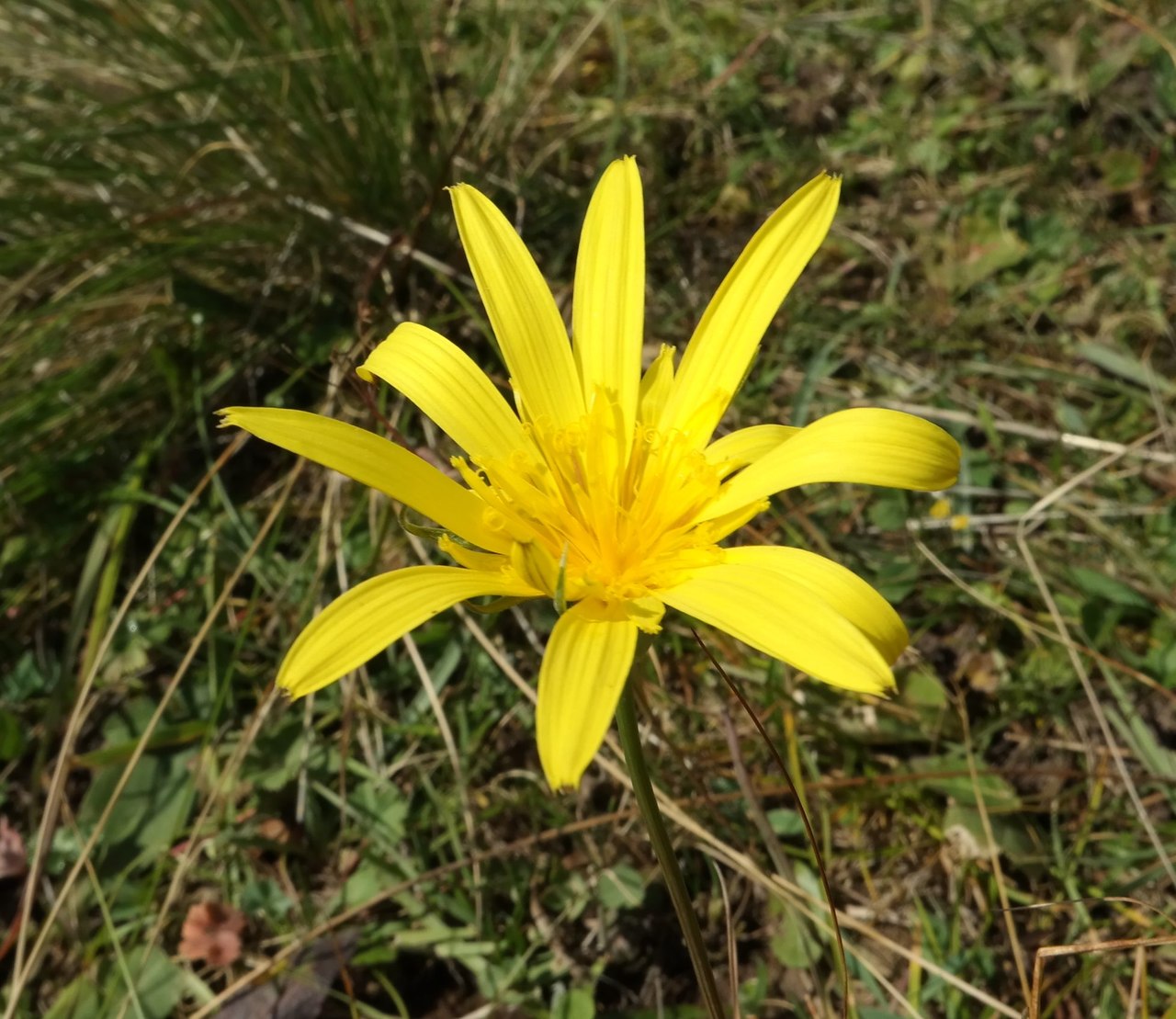 Изображение особи род Tragopogon.