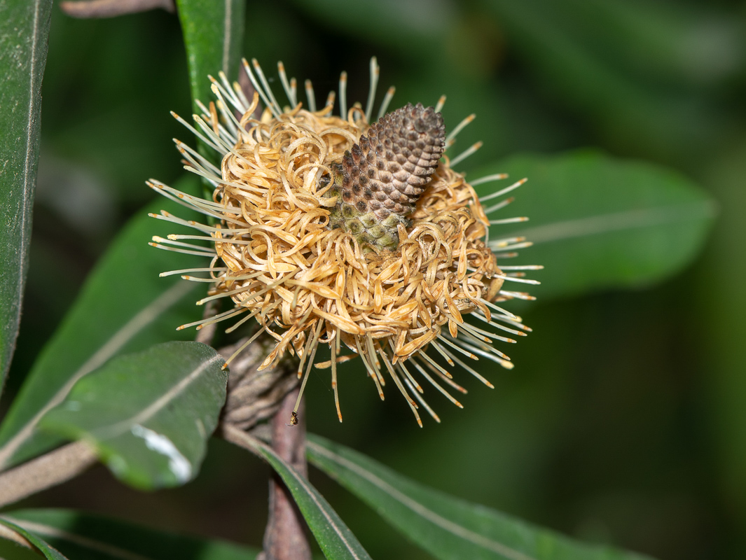 Изображение особи Banksia integrifolia.