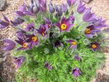 Pulsatilla vulgaris. Цветущее растение. Волгоград, Ботсад ВГСПУ, в культуре. 23.04.2019.