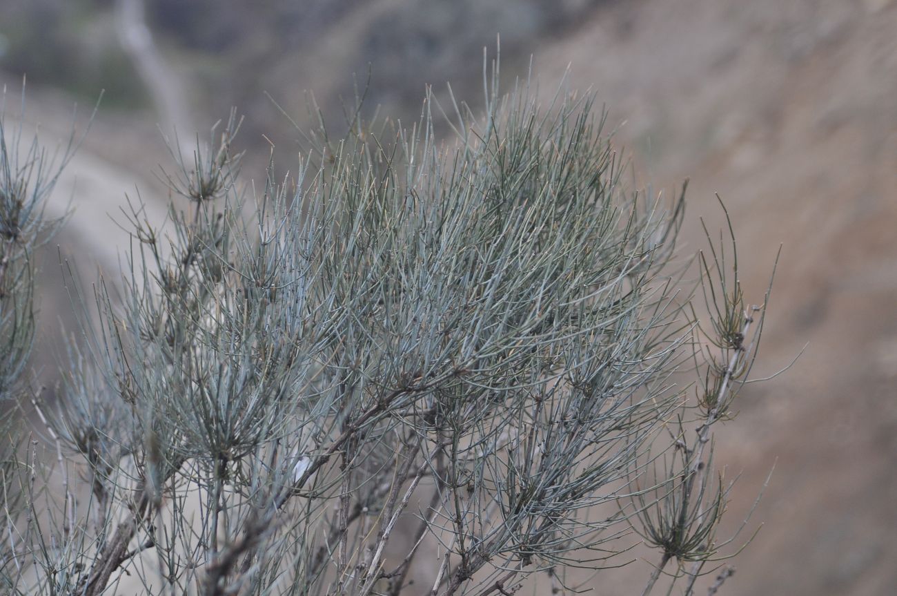 Image of Ephedra procera specimen.