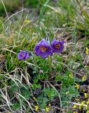 Pulsatilla regeliana. Цветущее растение. Алтай, Кош-Агачский р-н, долина р. Нарын-Гол, северный берег оз. Киндыктыкёль, ≈ 2200 м н.у.м., горная тундра. 15.06.2019.