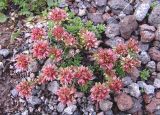 Sedum tenellum