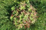 Geranium wlassovianum