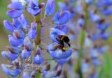 Lupinus polyphyllus