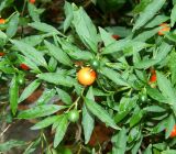 Solanum pseudocapsicum. Побеги с плодами разной степени зрелости. Краснодарский край, городской округ Сочи, мкр-н Хоста, в культуре. Июль 2020 г.