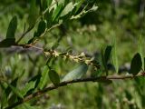 Chamaedaphne calyculata. Верхушка побега с незрелыми плодами. Красноярский край, Тунгусско-Чунский р-н, Государственный природный заповедник \"Тунгусский\", заболоченная низина в пойме ручья. 11.07.2010.