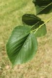 Tilia americana