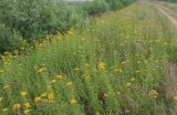 Inula salicina