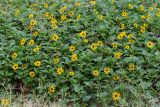 Helianthus debilis