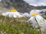 Anthemis saportana. Верхушки побегов с соцветиями. Карачаево-Черкесия, Урупский р-н, Кавказский биосферный заповедник, Имеретинские озёра, у оз. Буша, ≈ 2800 м н.у.м., альпийский луг. 27.07.2022.