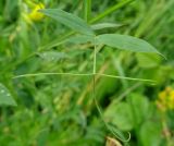 Lathyrus pratensis