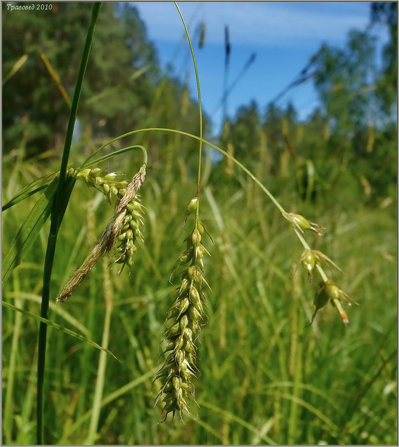 Image of Carex sylvatica specimen.