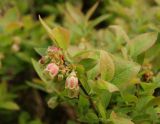 Vaccinium myrtilloides. Верхушка ветви с соцветием (различим характерный зеленоватый цвет венчика; светлые зёрна на побегах – пыльца Betula sp.). Московская обл., г. Видное, садовый участок, кислый цветник. 14.05.2023.