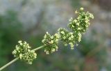 Galium humifusum. Соцветие. Краснодарский край, окр. Новороссийска, Абрау-Дюрсо. 27 июля 2005 г.