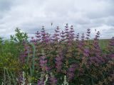 Phlomis pungens