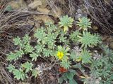 Alyssum lenense