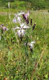 Dianthus superbus