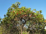 Arbutus unedo. Крона плодоносящего дерева. Испания, Каталония, провинция Girona, Costa Brava, окр. населённого пункта Sant Feliu de Guíxols, в составе жестколистного средиземноморского леса. 26 октября 2008 г.