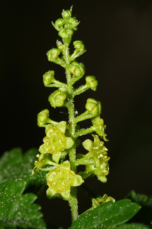 Изображение особи Ribes alpinum.