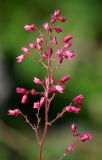 genus Heuchera