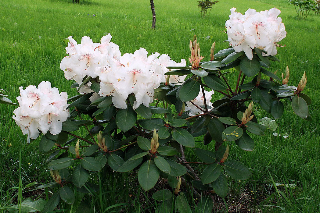 Изображение особи род Rhododendron.