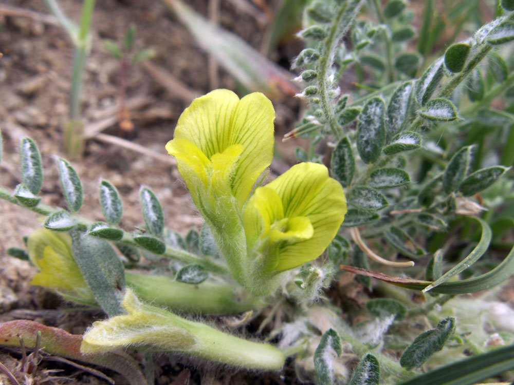 Изображение особи Astragalus floccosifolius.