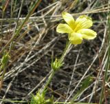 Linum czernjajevii