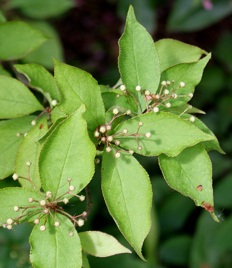 Изображение особи Photinia villosa.